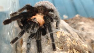 Vrouw uit Oldenzaal vindt vogelspin van 20 centimeter in de tuin
