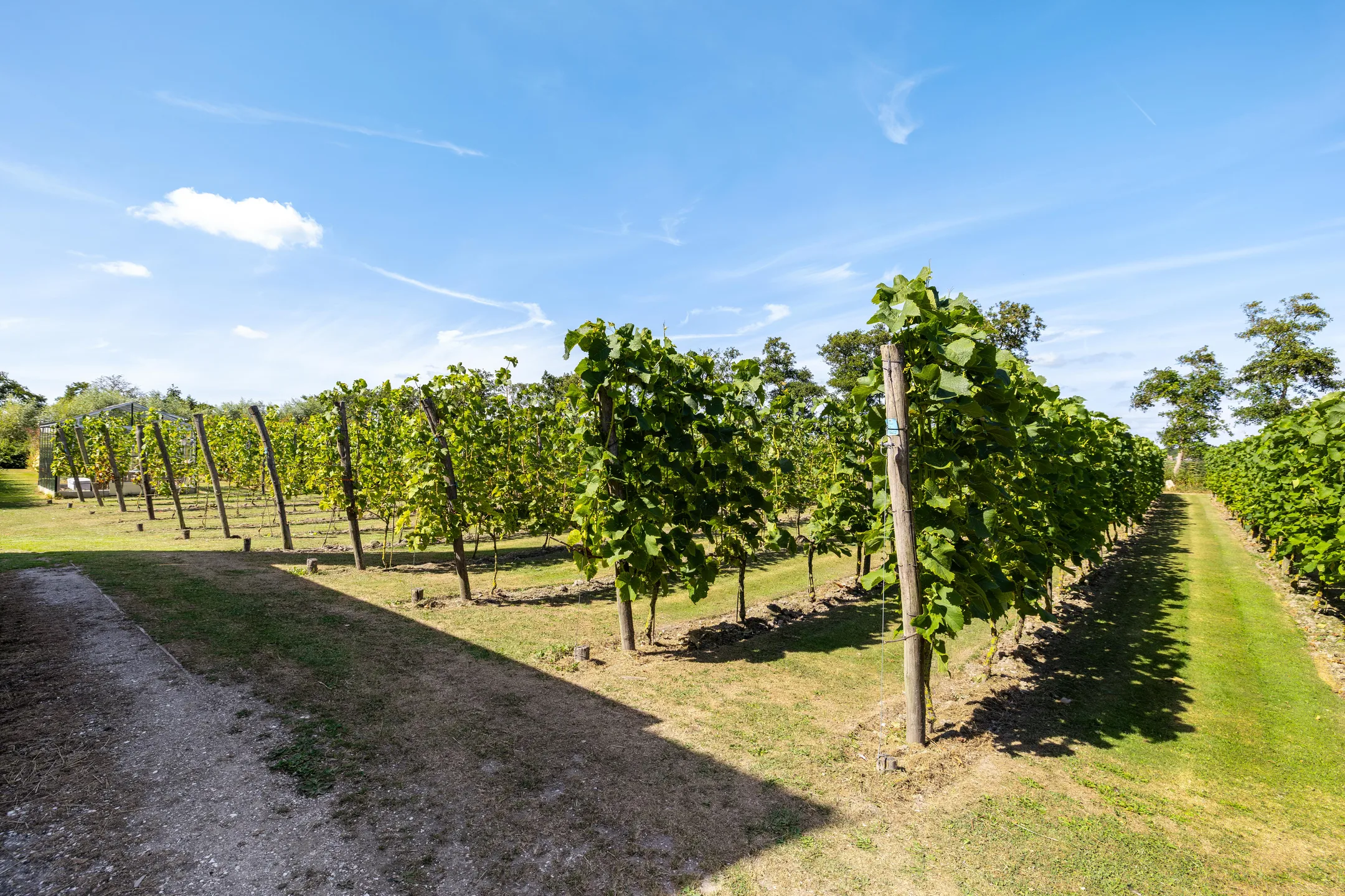 woning met wijngaard