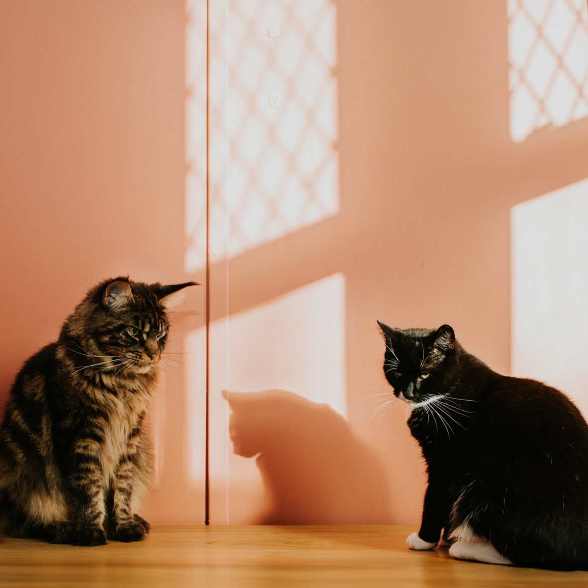 Twee katten van de bovenburen rennen door de nacht