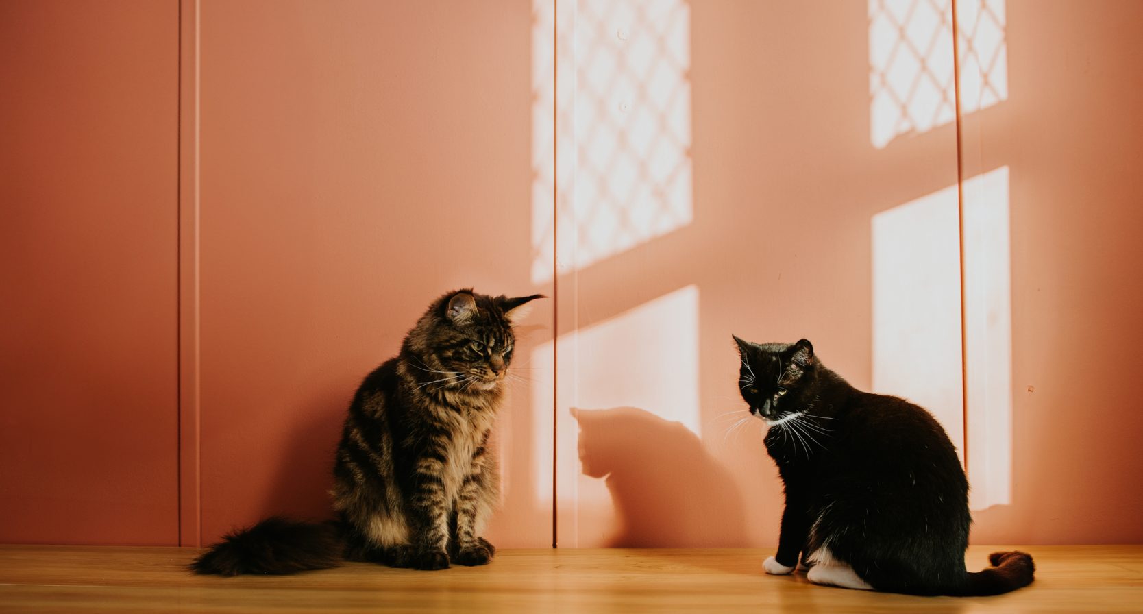 Twee katten van de bovenburen rennen door de nacht
