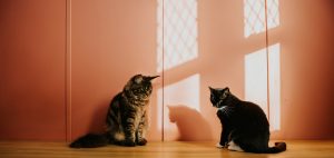 Thumbnail voor De katten van Pierets bovenburen houden haar wakker: 'Ze rennen de héle nacht door'
