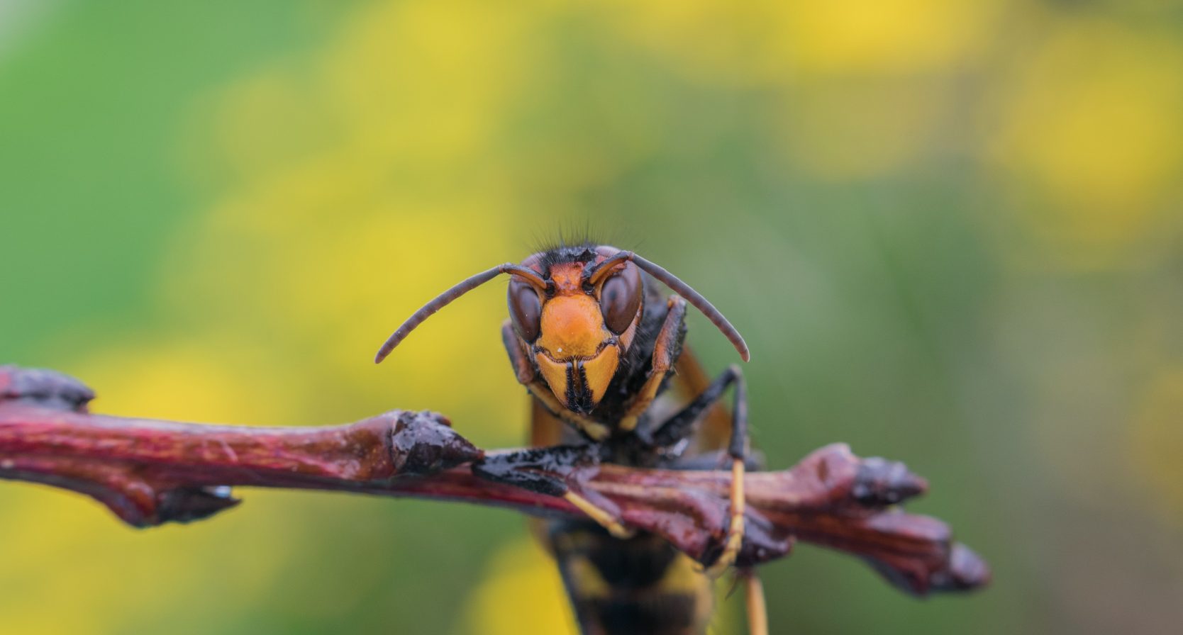 Close-up van een geelpoothoornaar die een tak vasthoudt