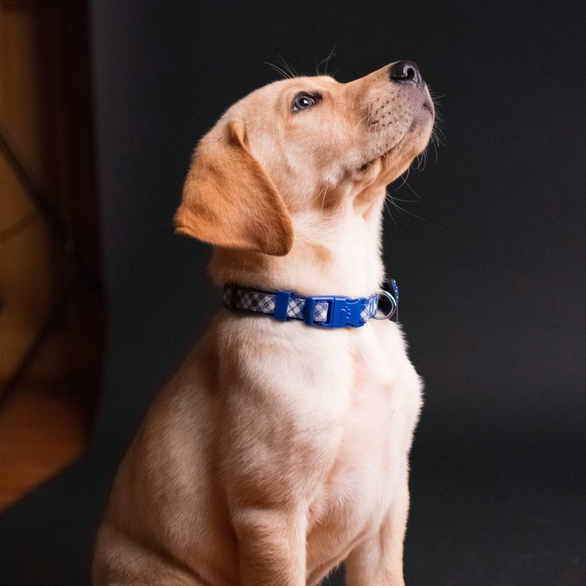 Labrador