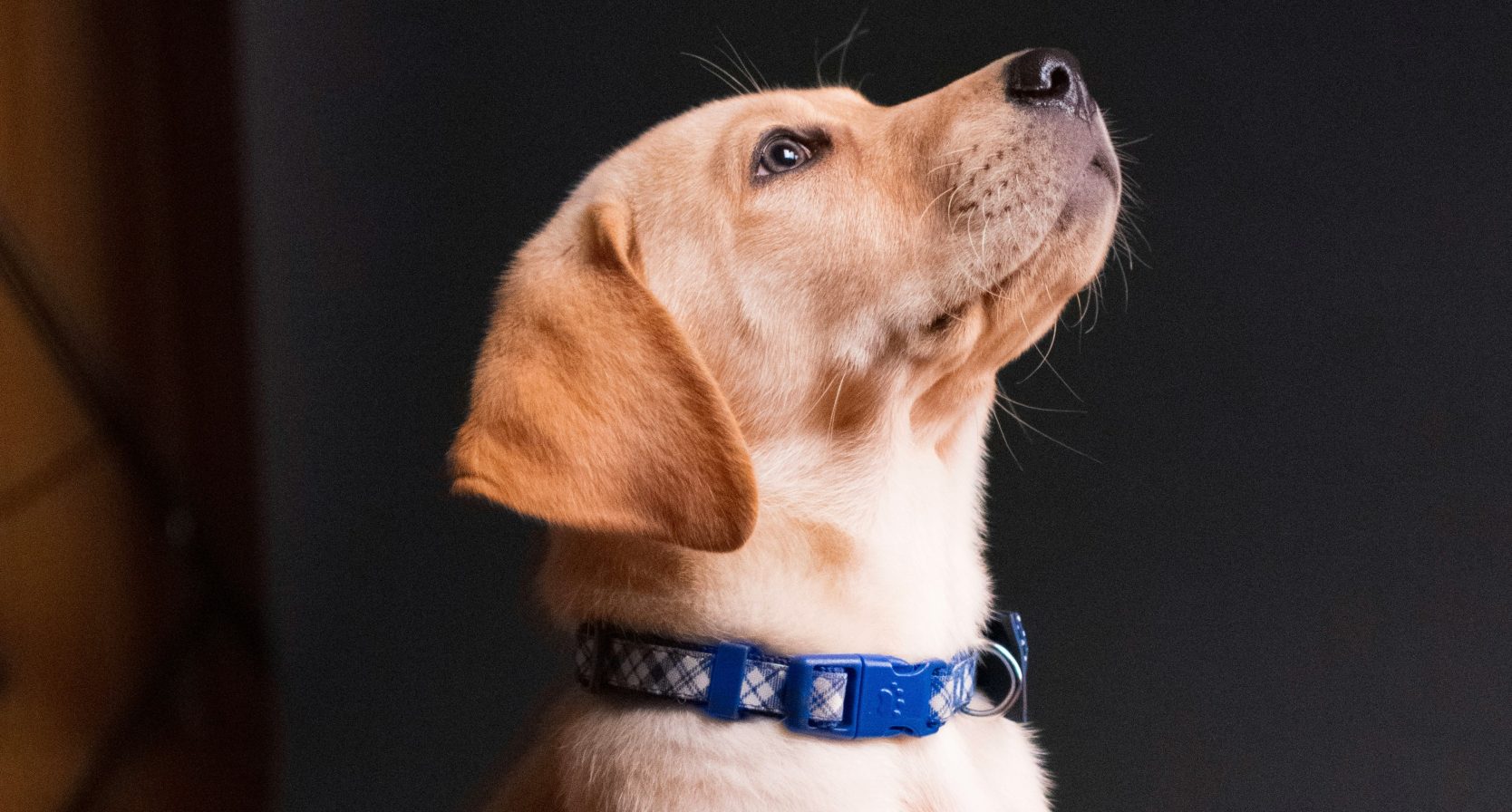 Labrador
