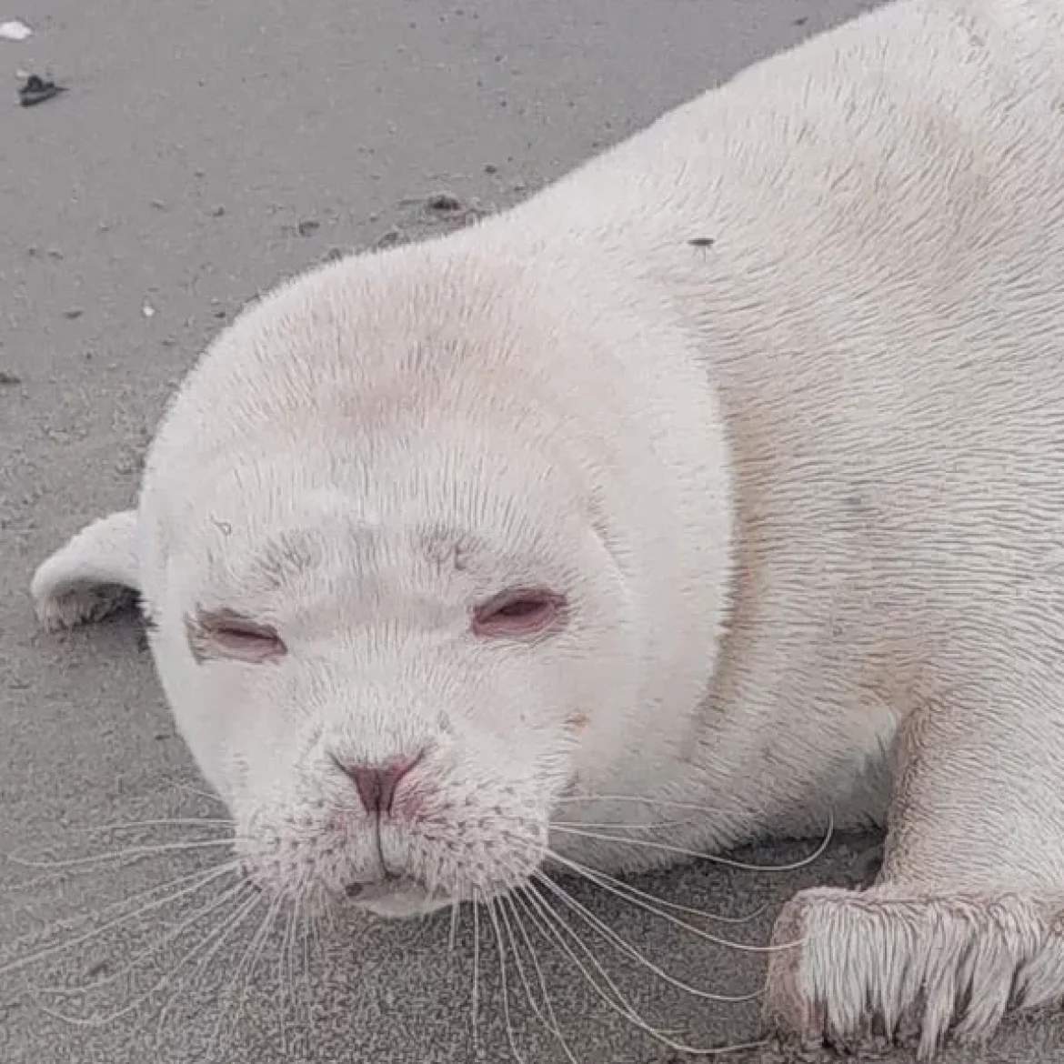 albino-zeehond