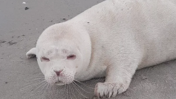 albino-zeehond