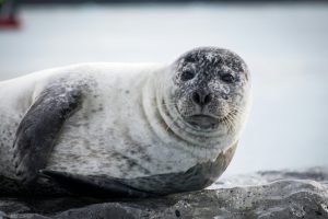 Thumbnail voor Zeldzame 'albinozeehond' duikt op bij Neeltje Jans: 'Speling van de natuur'