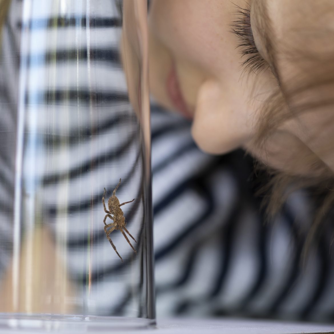 Zie jij ineens overal spinnen opduiken? Dit is waarom je huis er vol mee zit