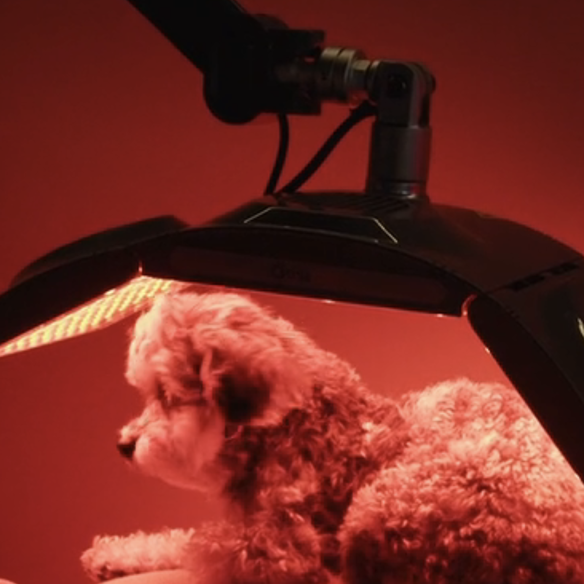 Hond van Jessica ondergaat biohacking
