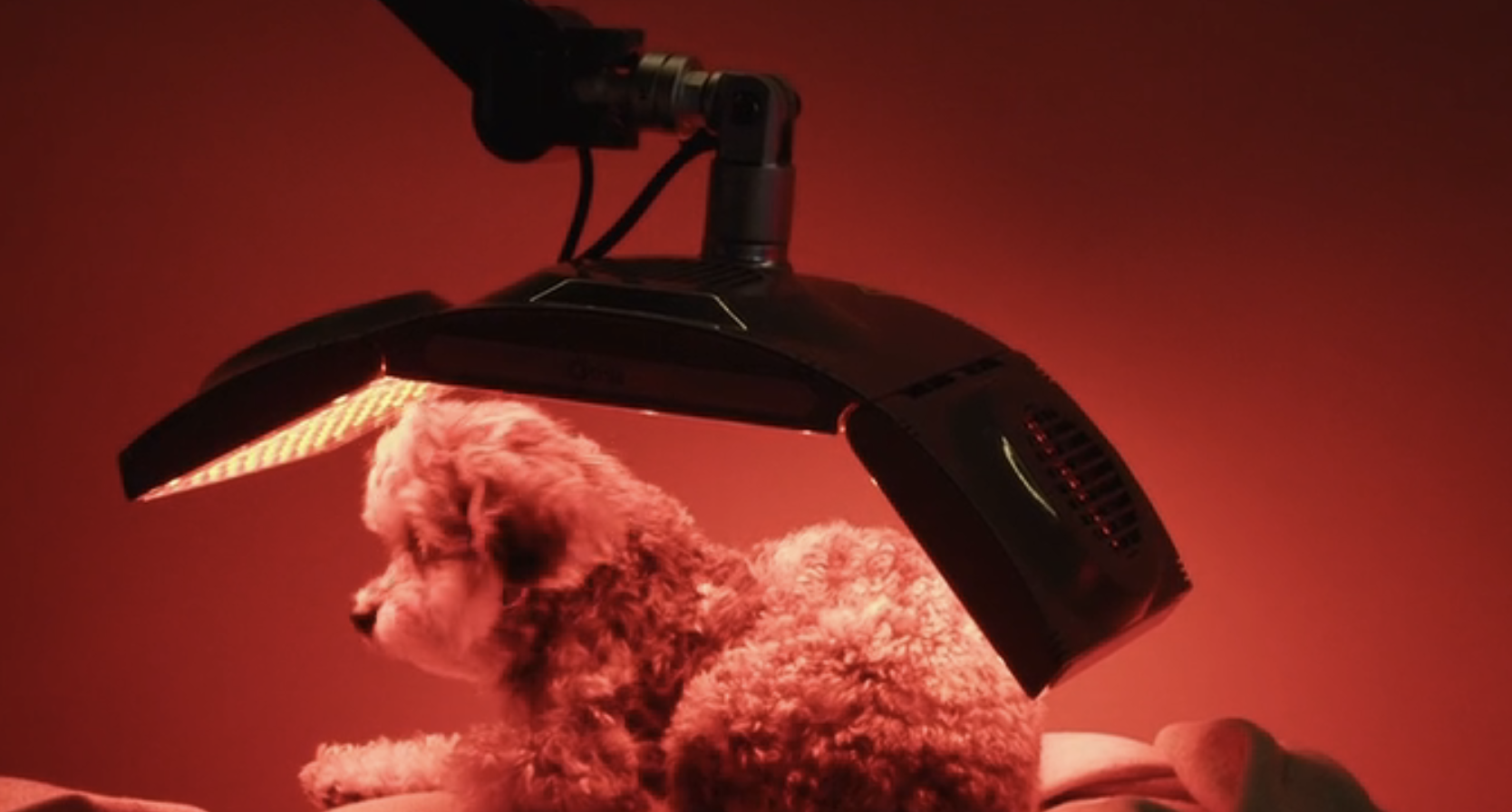 Hond van Jessica ondergaat biohacking