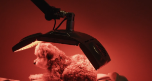 Thumbnail voor In 'Ewout' doet Jessica er alles aan om ouder worden tegen te gaan: 'Ik wil dat mijn hond veertig wordt'