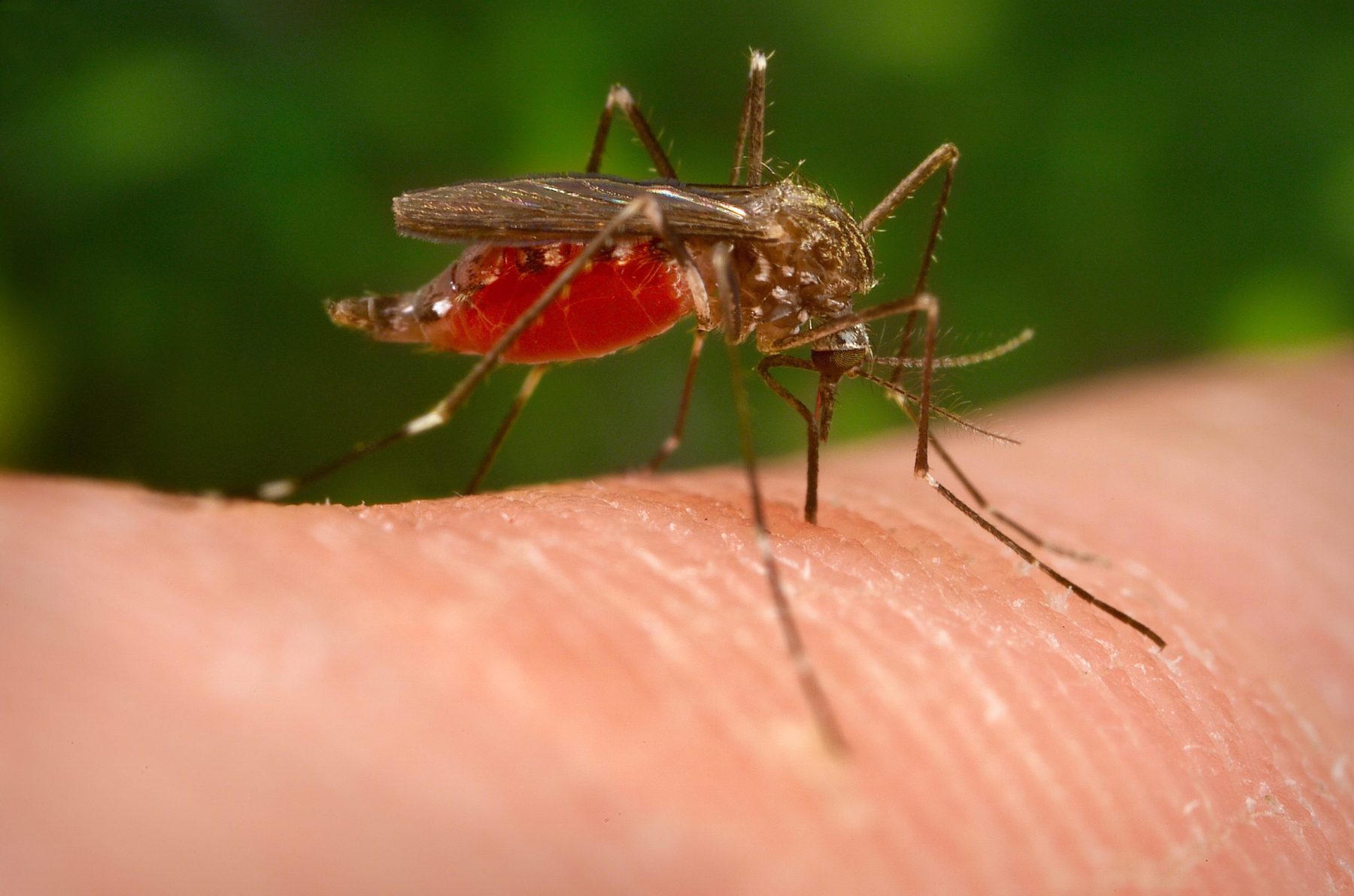 westnijlvirus