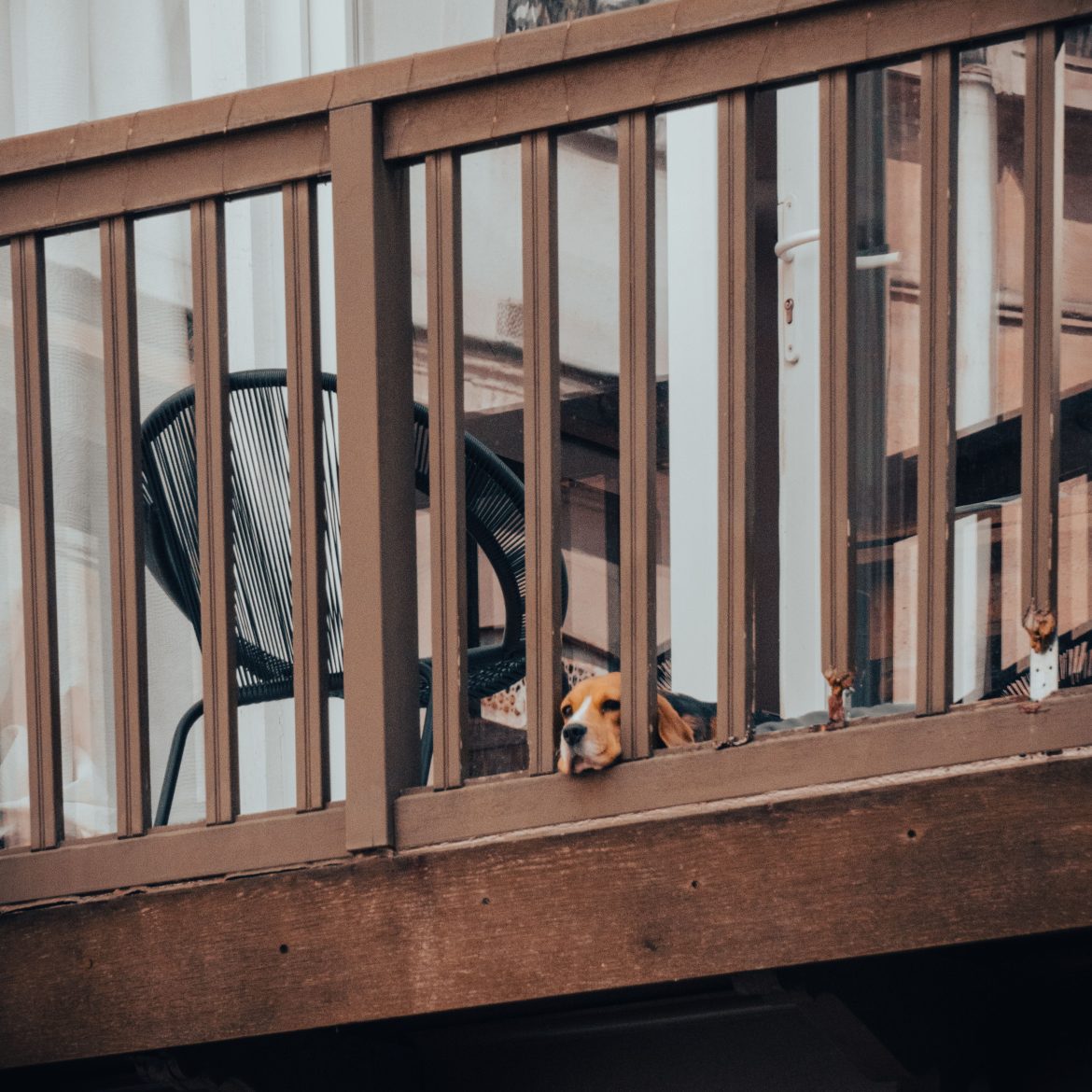 Annabel heeft last van de hond van haar buren