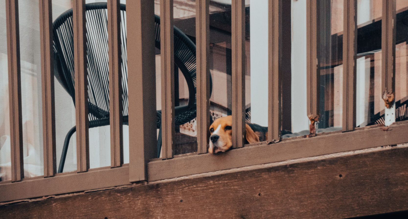 Annabel heeft last van de hond van haar buren
