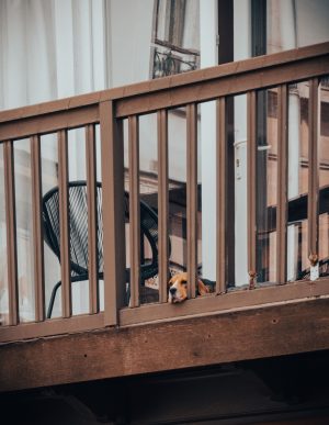Thumbnail voor Annabel heeft last van de hond van haar buren: 'Hij blaft de hele dag en krabt tegen de muren'