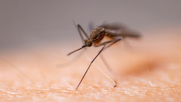 westnijlvirus