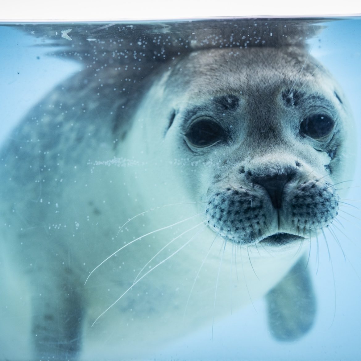 Zeehondencentrum Pieterburen in zwaar weer, volop donaties