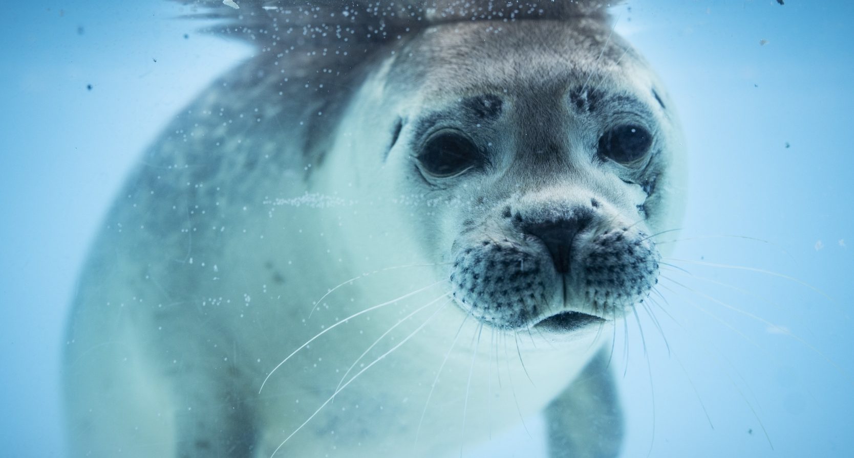 Zeehondencentrum Pieterburen in zwaar weer, volop donaties