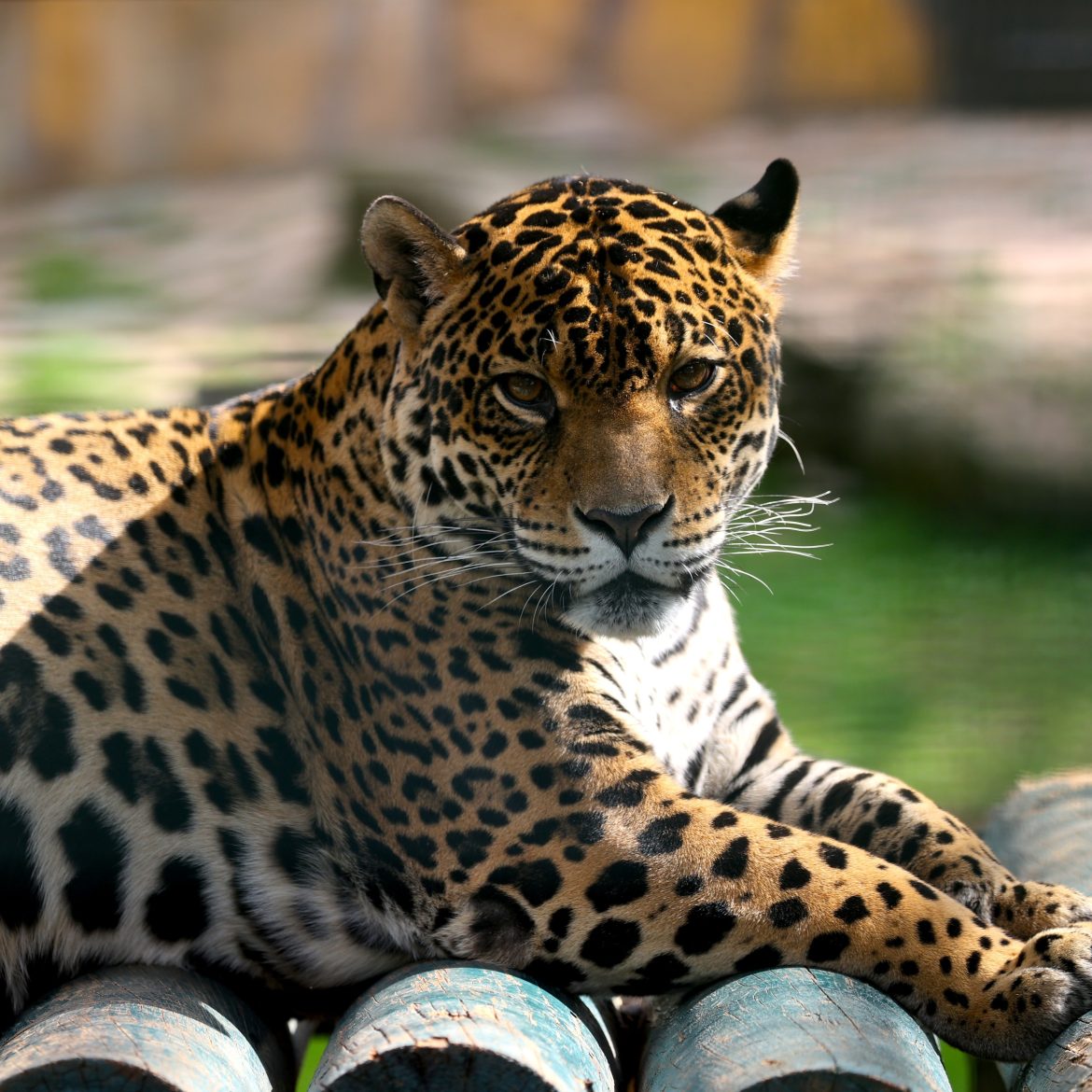 Verzorgster is door een panter aangevallen in Safaripark Beekse Bergen