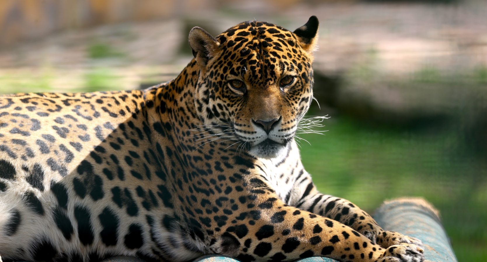 Verzorgster is door een panter aangevallen in Safaripark Beekse Bergen
