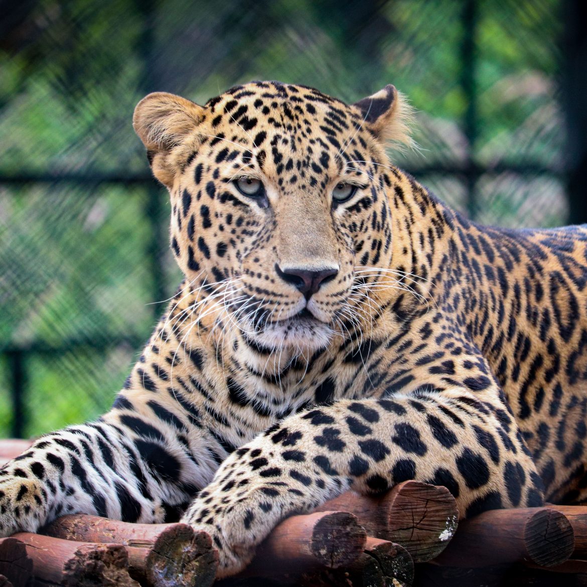 panter beekse bergen