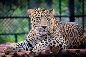 Thumbnail voor Artsen vrezen voor leven dierenverzorgster na panteraanval Beekse Bergen: 'Kans op herstel heel klein'