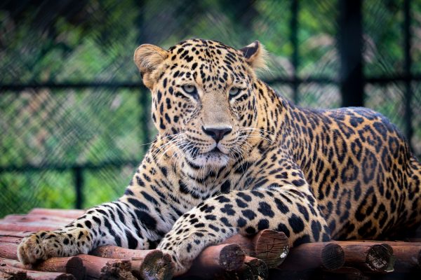 panter beekse bergen