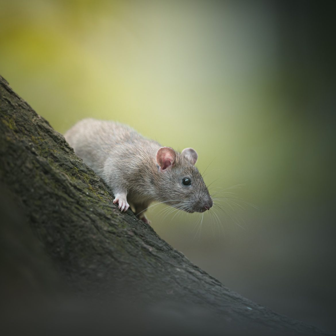 Dit seizoen zoeken ratten binnenshuis de warmte op: 3 tips om overlast tegen te gaan