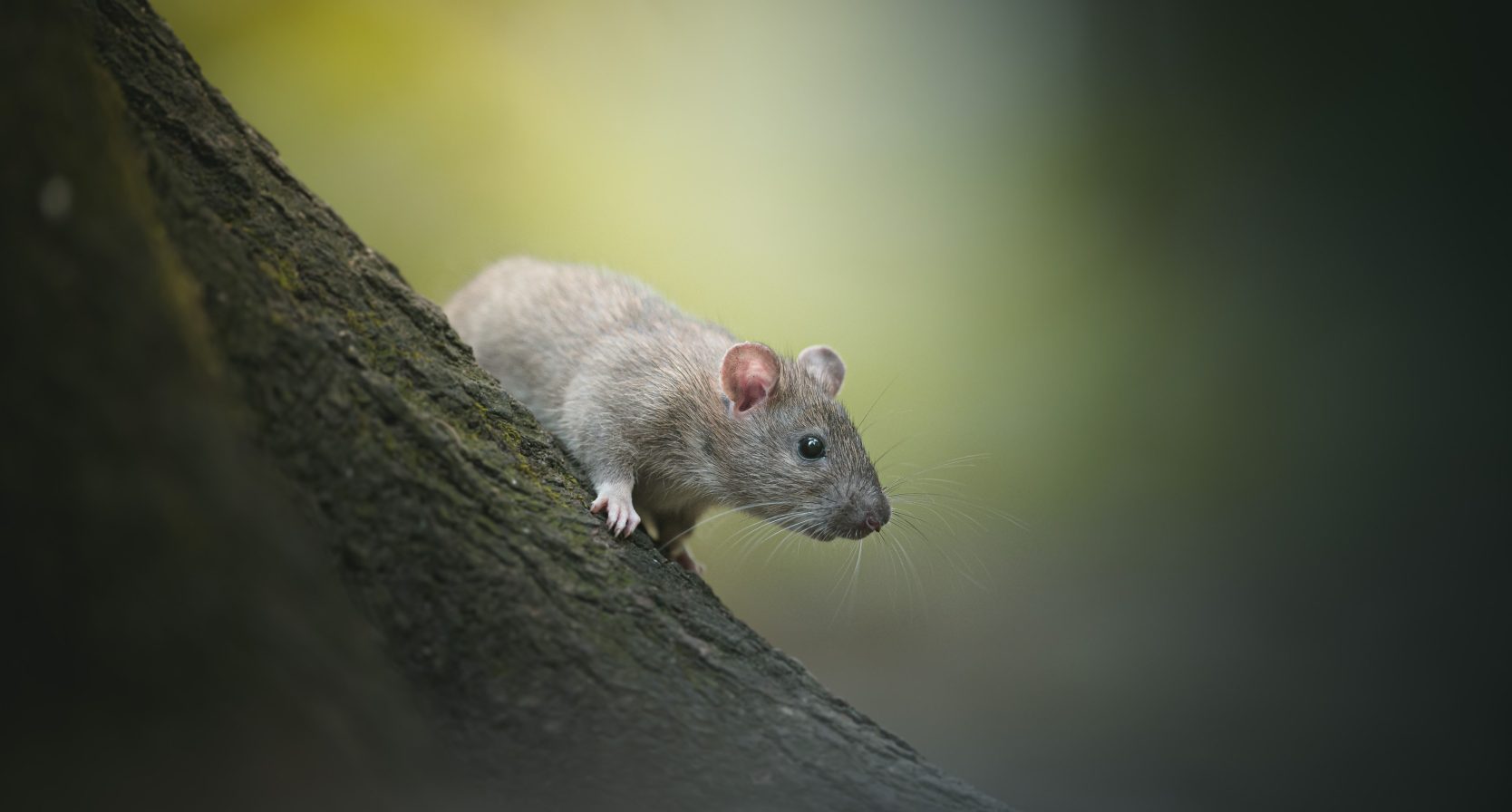 Dit seizoen zoeken ratten binnenshuis de warmte op: 3 tips om overlast tegen te gaan