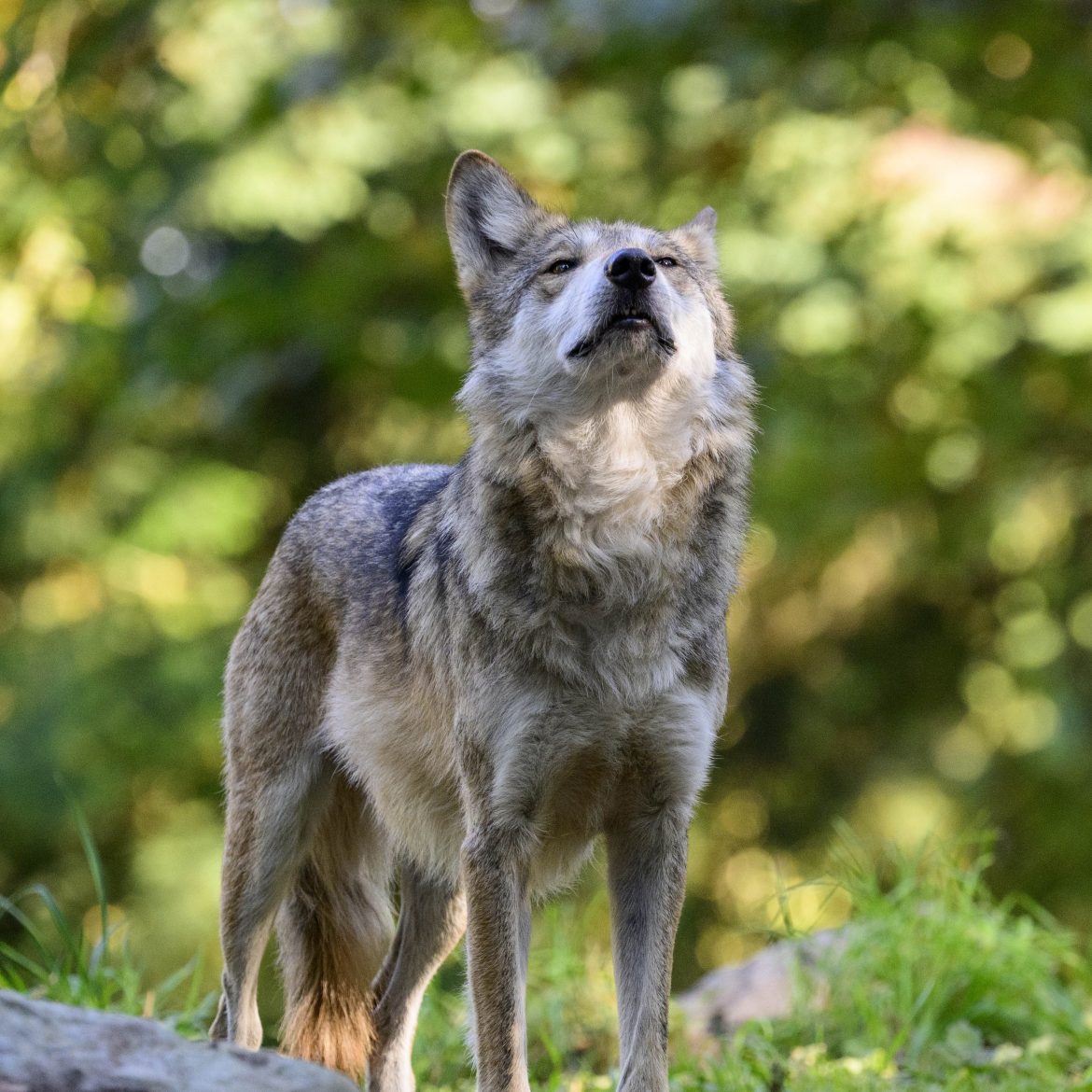 meisje wolf