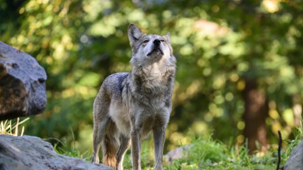 meisje wolf